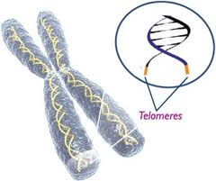 telomere1